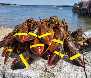 12 Live Maine Lobsters