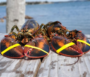 2 Live Maine Lobsters