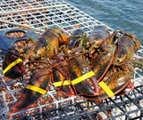 4 Live Maine Lobsters