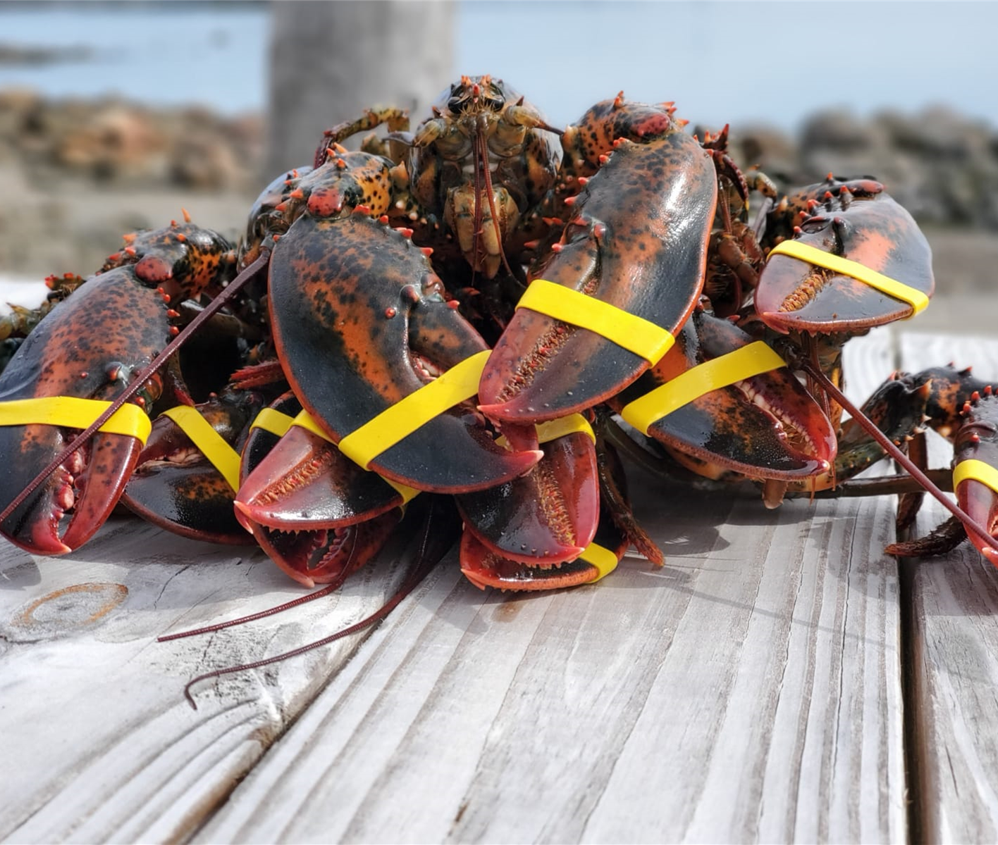 6 Live Maine Lobsters